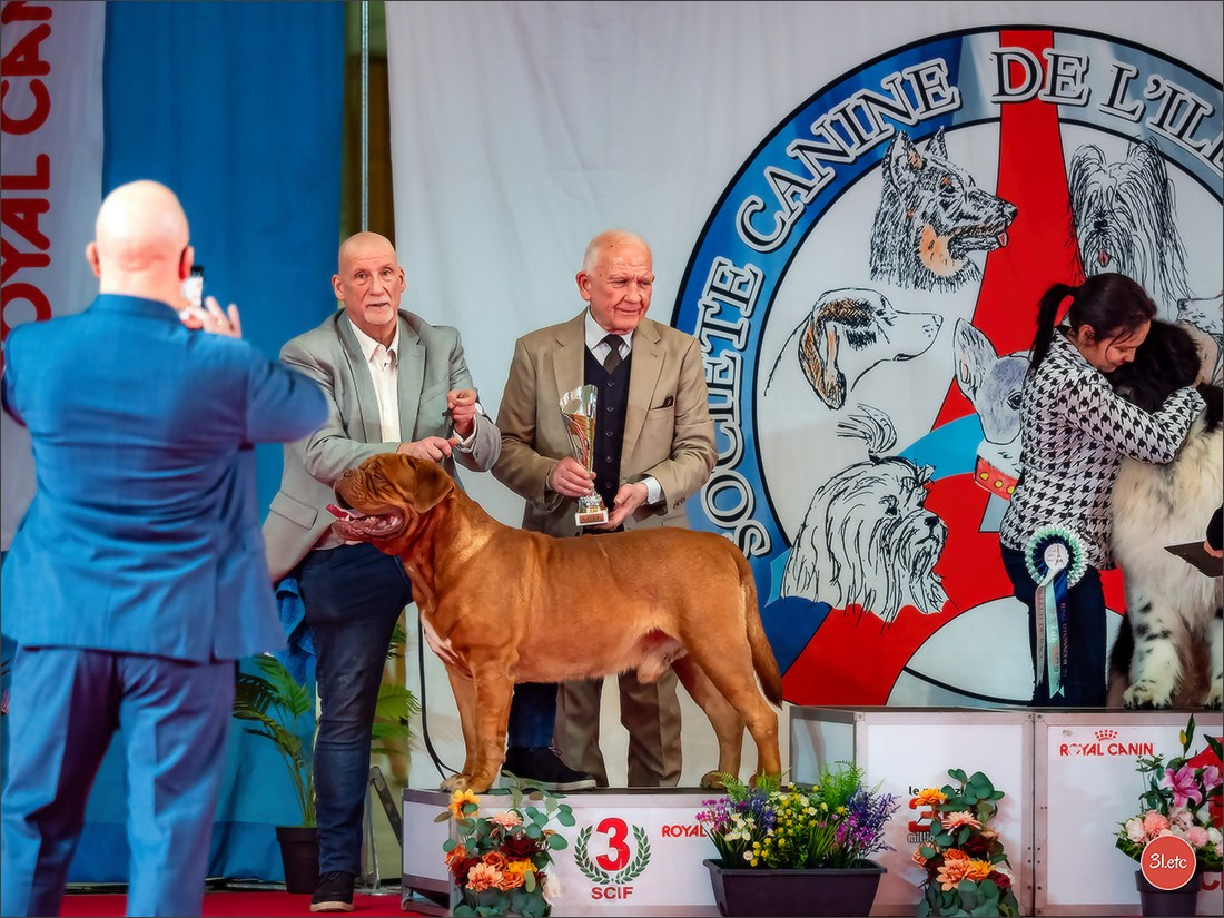 PDS  🇫🇷  Paris Dog Show  🇫🇷  Expo canine  10-11/01/2026. Photographe à Strasbourg | Portraits, Studio, Enfants, Événements
