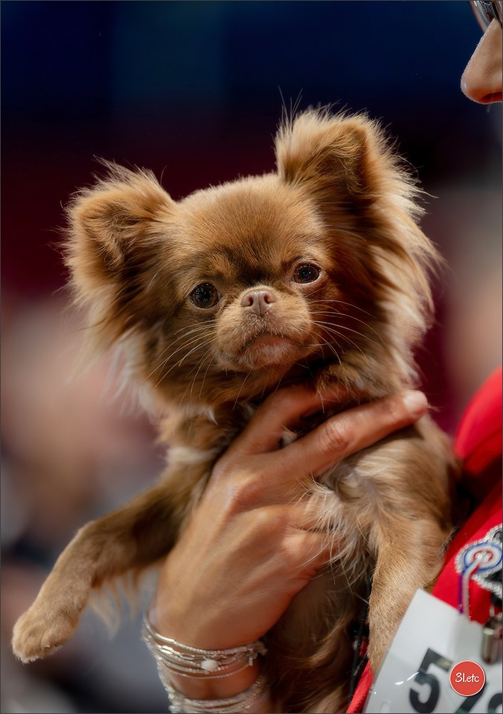Expo canine 🇲🇨 Monaco 9-10/05/2026. Photographe à Strasbourg | Les animaux, Portraits, Studio, Événements