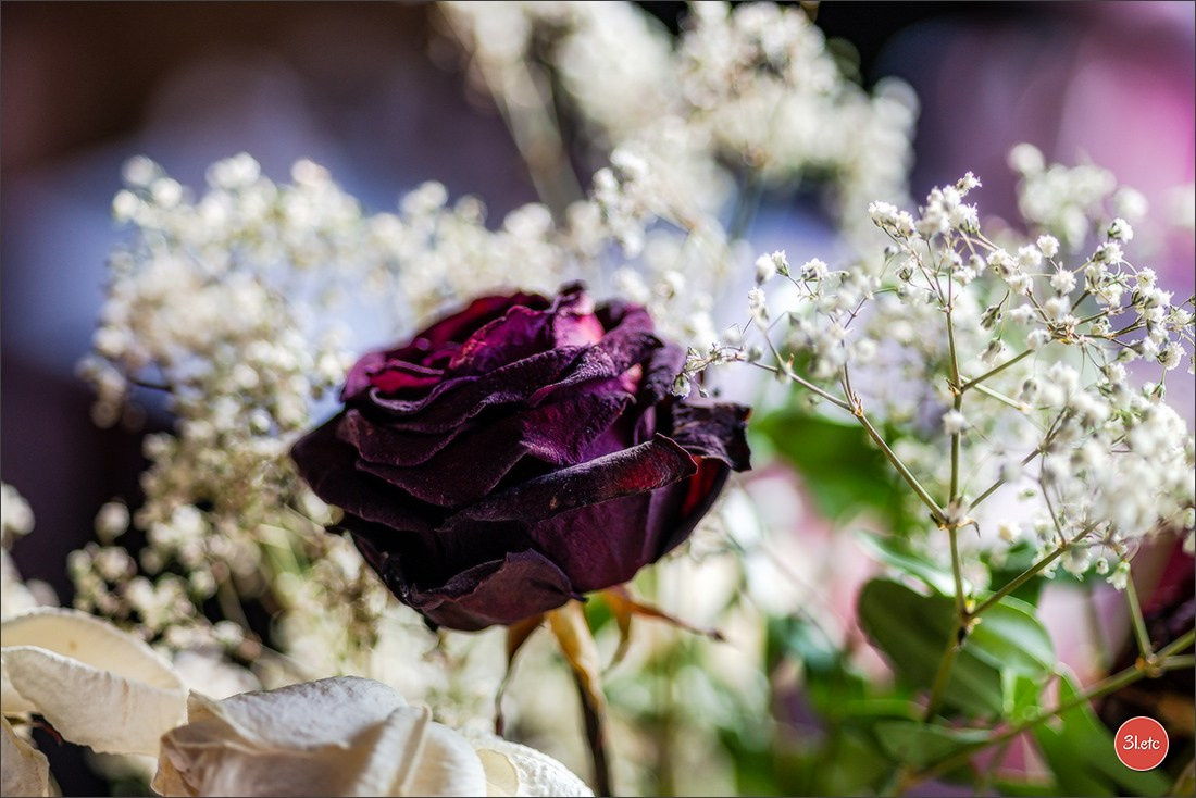 Les fleurs fanées. Photographe à Strasbourg | Portraits, Studio, Enfants, Événements