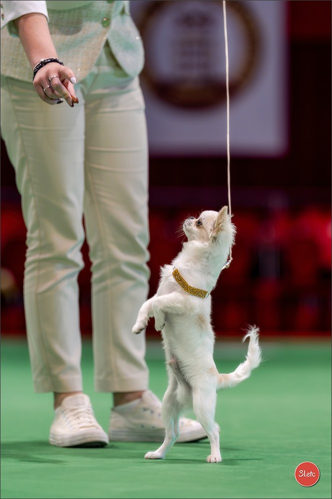 Expo canine 🇲🇨 Monaco 9-10/05/2026. Photographe à Strasbourg | Les animaux, Portraits, Studio, Événements