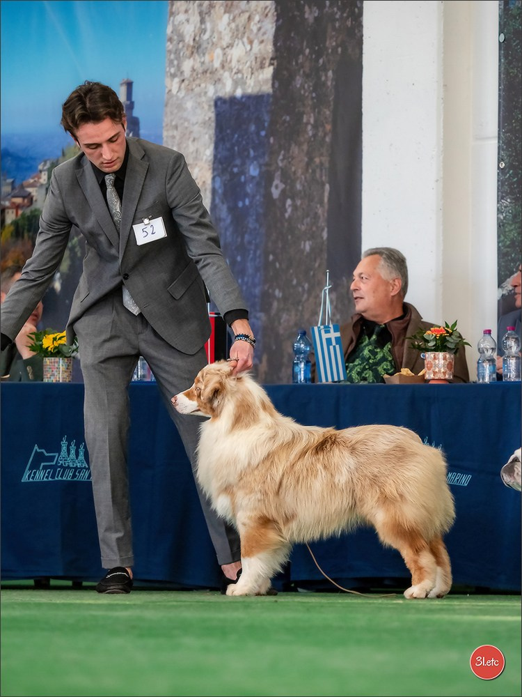 Dog Show  🇮🇹  San Marino. Photographe à Strasbourg | Portraits, Studio, Enfants, Événements