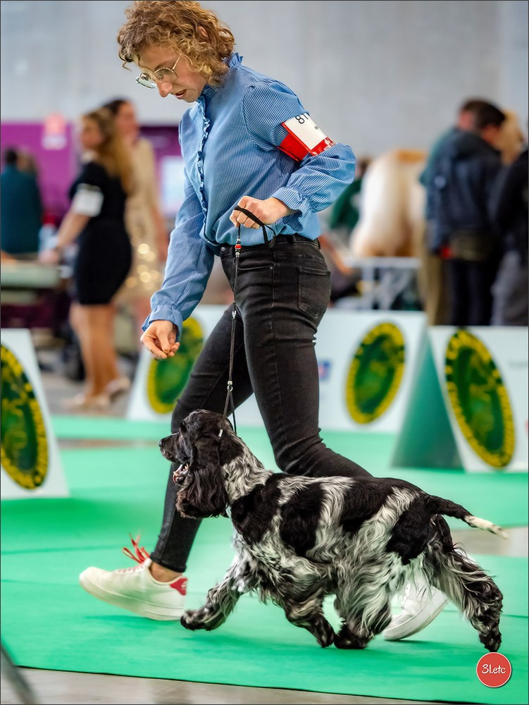🇫🇷  Chalons en Champagne  🇫🇷  Expo canine  31/01-01/02/2026. Photographe à Strasbourg | Portraits, Studio, Enfants, Événements