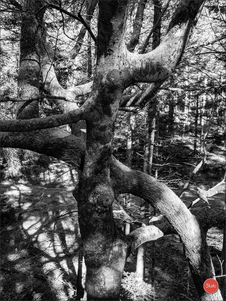 Une forêt, un rocher et un cimetière gallo-romain. Photographe à Strasbourg | Portraits, Studio, Enfants, Événements