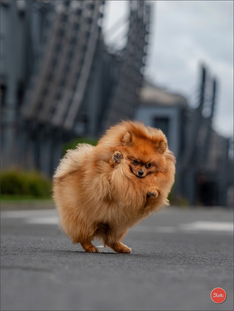 Photographie animalière. Photographe à Strasbourg | Portraits, Studio, Enfants, Événements