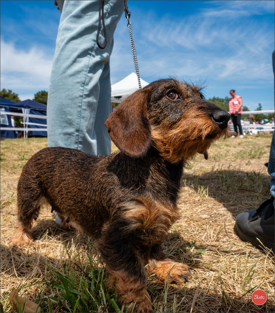 Expo canine (Teckel) Strasbourg Hoerdt  🇫🇷  5-6/07/2025. Photographe à Strasbourg | Portraits, Studio, Enfants, Événements