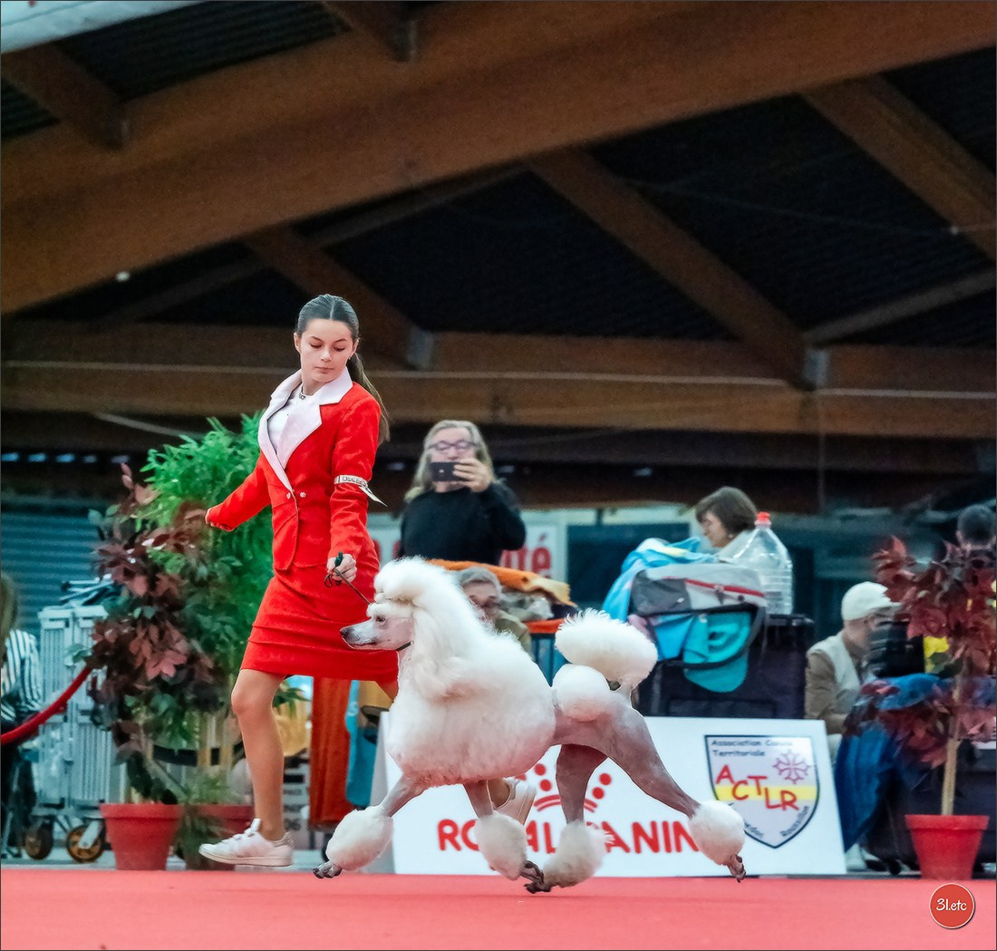 🇫🇷Exposition Canine Internationale de Perpignan. Photographe à Strasbourg | Portraits, Studio, Enfants, Événements