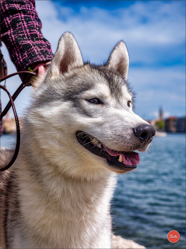 Expo canine 🇫🇷 Martigues  19-20/04/2025. Photographe à Strasbourg | Portraits, Studio, Enfants, Événements