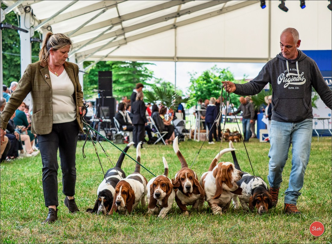 Championnat de France du chien de race  🇫🇷  DIJON (château de Brognon) 7-8/06/2025. Photographe à Strasbourg | Portraits, Studio, Enfants, Événements