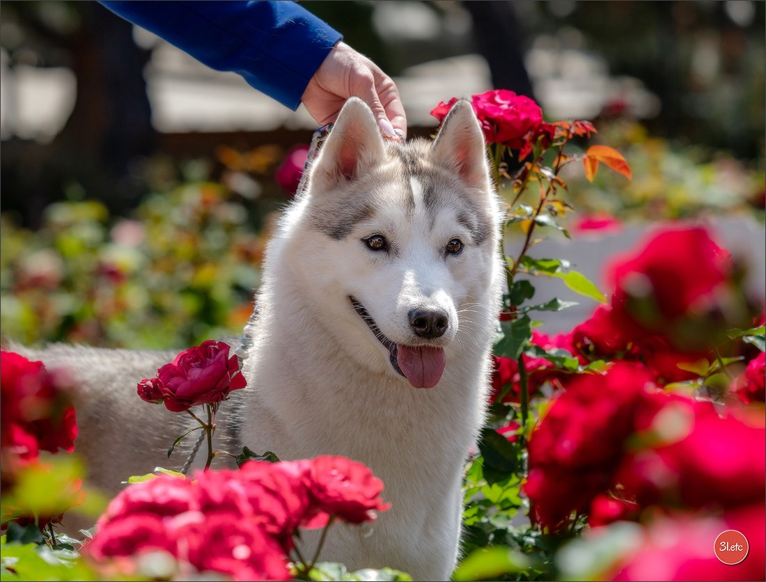 Expo canine 🇲🇨  Monaco 10-11/05/2025. Photographe à Strasbourg | Portraits, Studio, Enfants, Événements