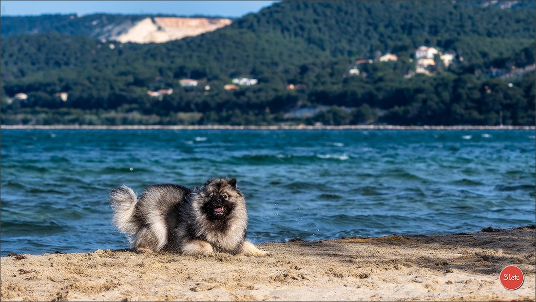 Expo canine 🇫🇷 Martigues  19-20/04/2025. Photographe à Strasbourg | Portraits, Studio, Enfants, Événements