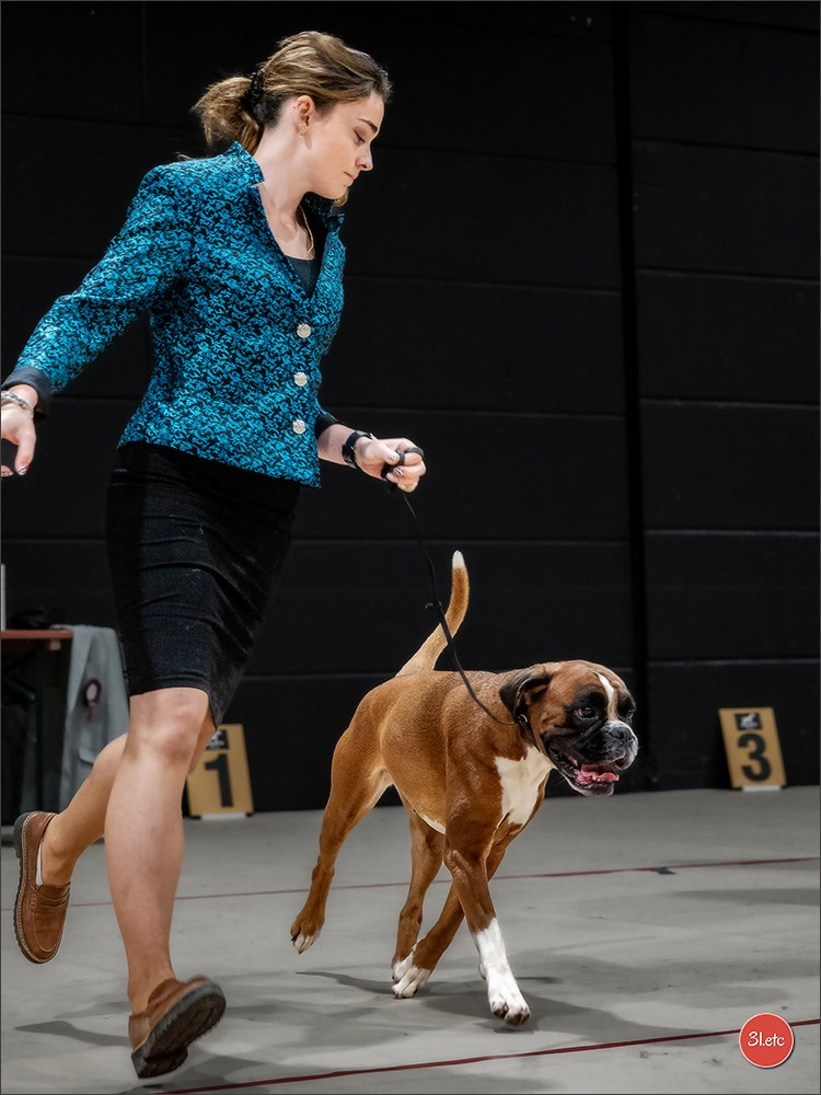 🇱🇺 LUXEMBOURG 🇱🇺 International Dog Show 🇱🇺 30/08 - 31/08/2025. Photographe à Strasbourg | Portraits, Studio, Enfants, Événements