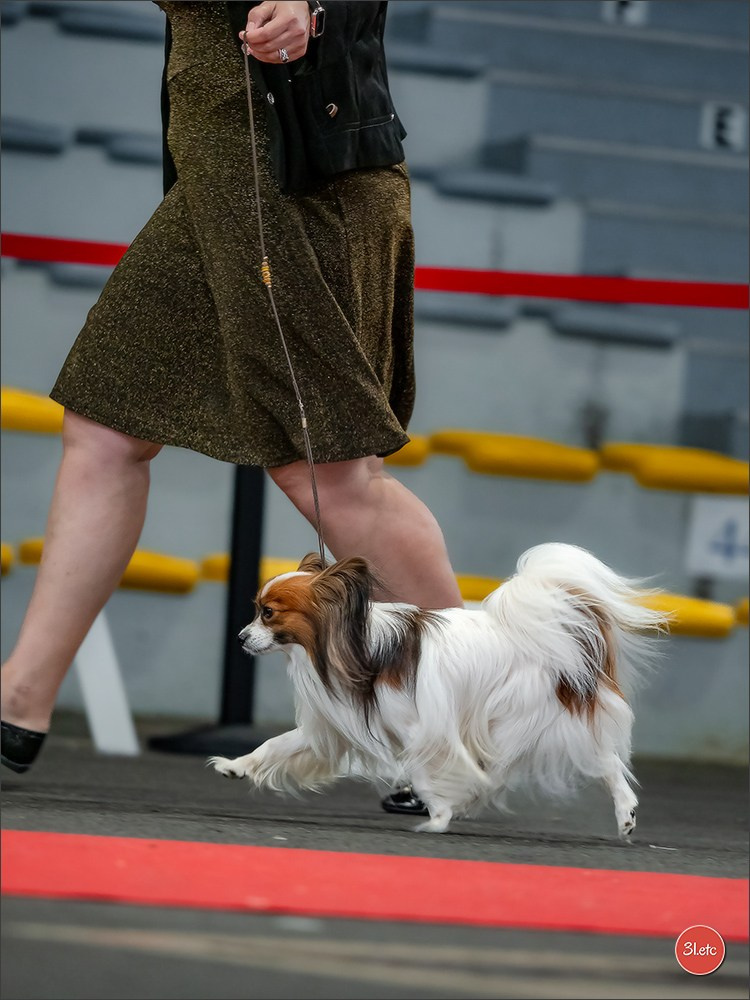 Expo canine 🇫🇷 Poitiers 18-19/10/2025. Photographe à Strasbourg | Portraits, Studio, Enfants, Événements
