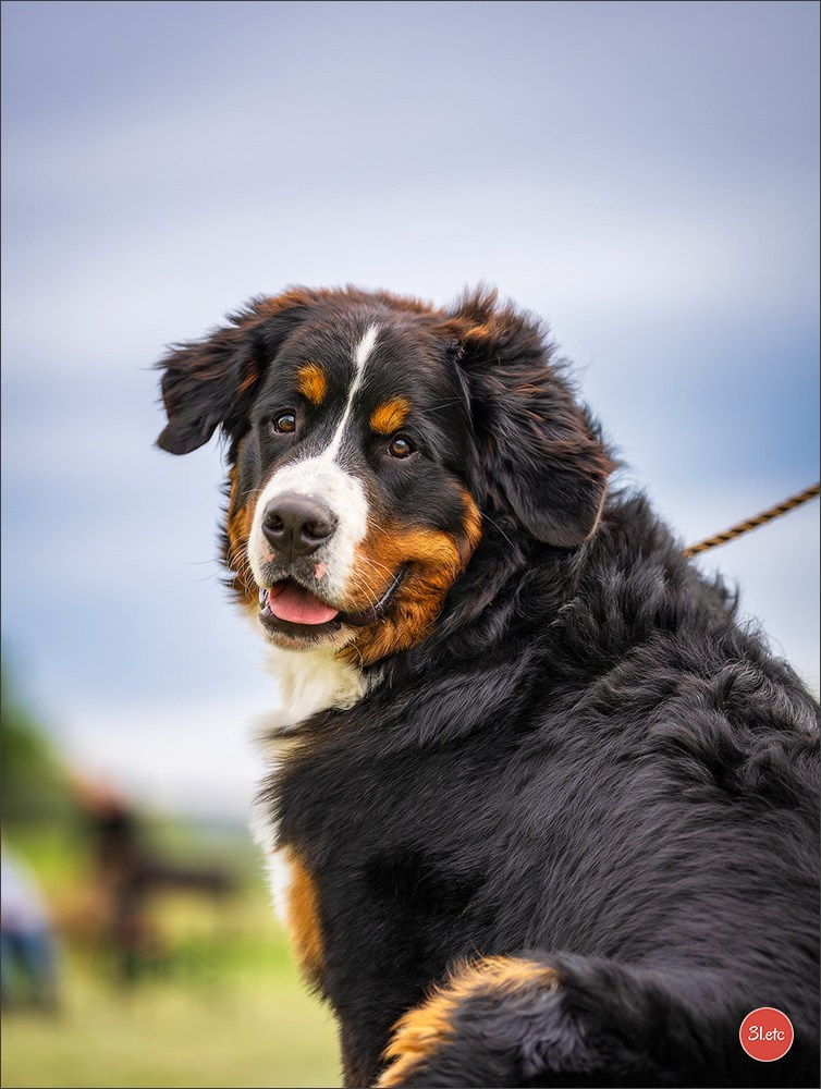 Expo canine 🇫🇷 Valence 02-03/05/2026