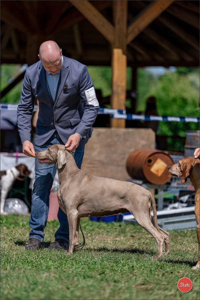Dog Show - Hallbergmoos 🇩🇪 11-12/07/2026