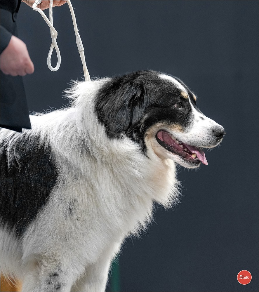 🇱🇺 LUXEMBOURG 🇱🇺 International Dog Show 4-5/04/2026. Photographe à Strasbourg | Portraits, Studio, Enfants, Événements