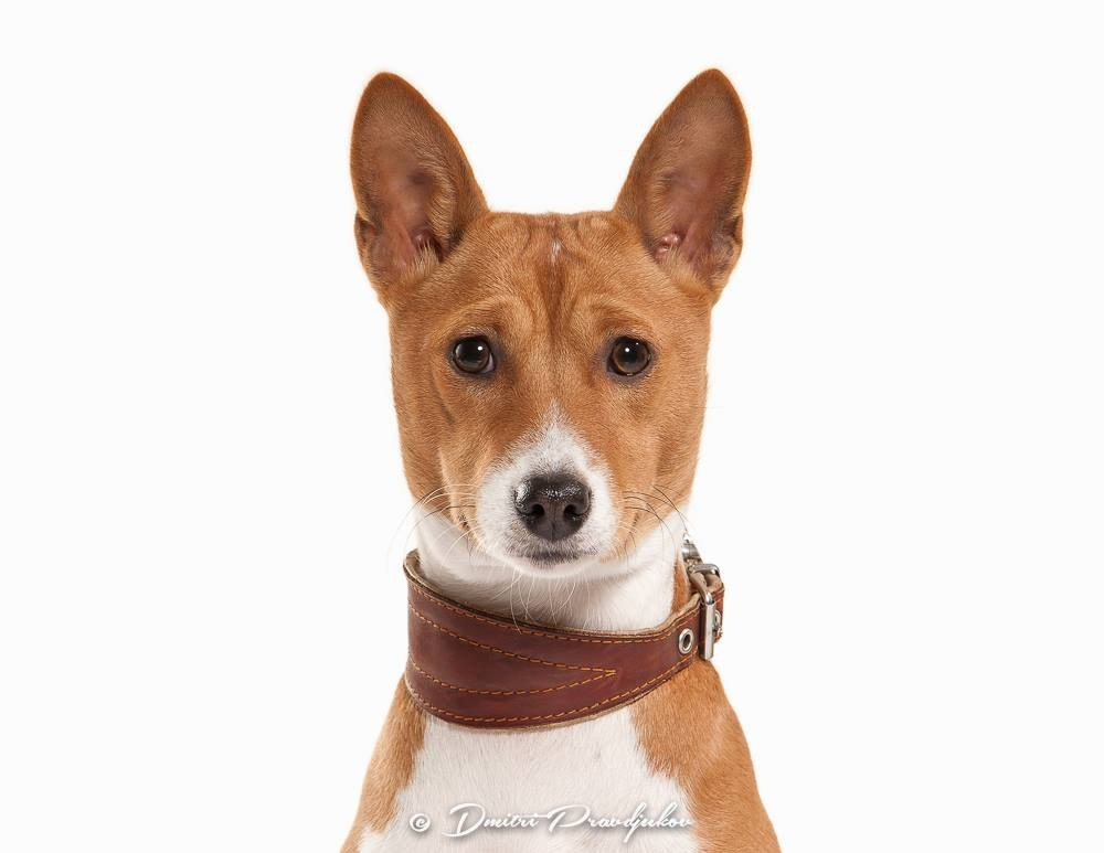 LEMMIKLOOMADE PILDISTAMINE