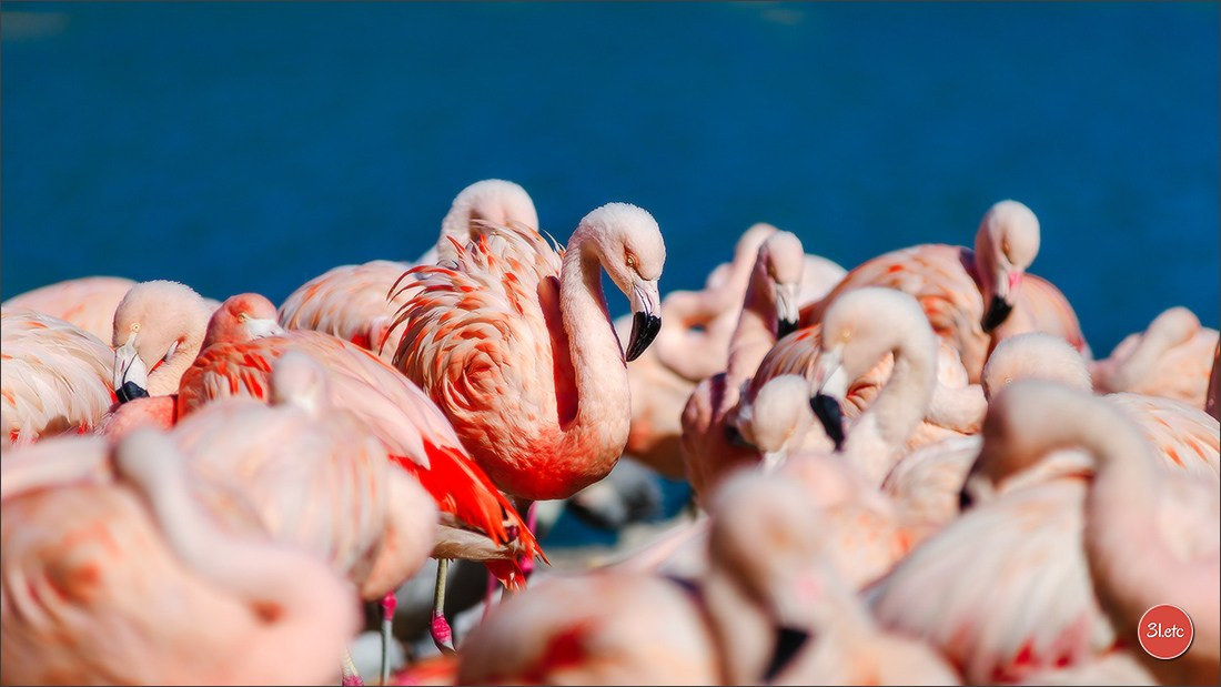Photographie animalière. Photographe à Strasbourg | Portraits, Studio, Enfants, Événements