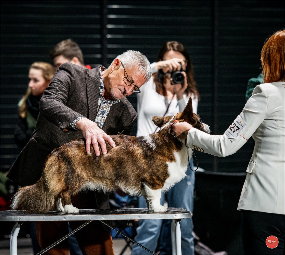 🇩🇪 Offenburg  International Dogshow 09-10.03.24 🇩🇪. Photographe à Strasbourg | Portraits, Studio, Enfants, Événements