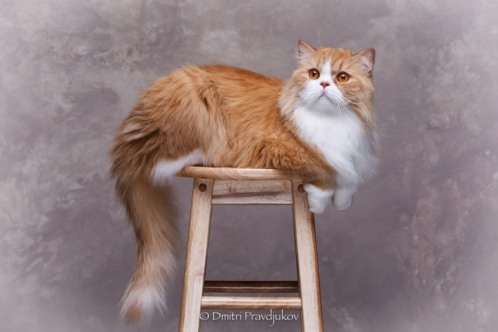 LEMMIKLOOMADE PILDISTAMINE