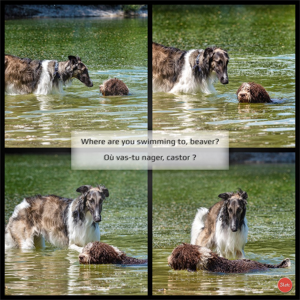 Dog Show Hallbergmoos  🇩🇪  11-13/07/2025. Photographe à Strasbourg | Portraits, Studio, Enfants, Événements