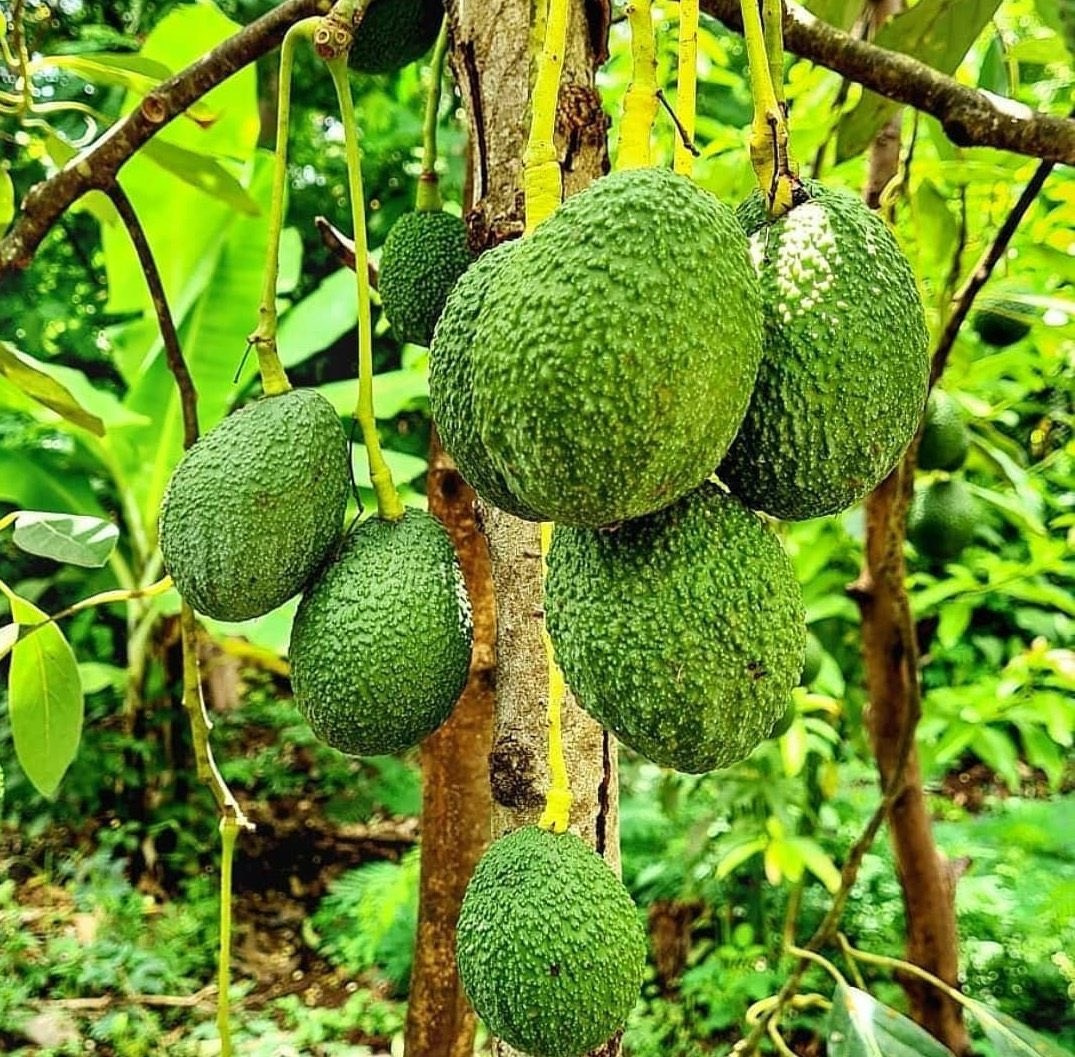 APPLICATION INSTRUCTIONS. Boost Plant Growth with Organic Fertilizers: Our Effective Solution