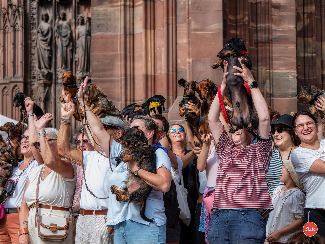 Teckels Parade Strasbourgeoise  Vous pouvez voir le galerie de photos. Photographe à Strasbourg | Portraits, Studio, Enfants, Événements