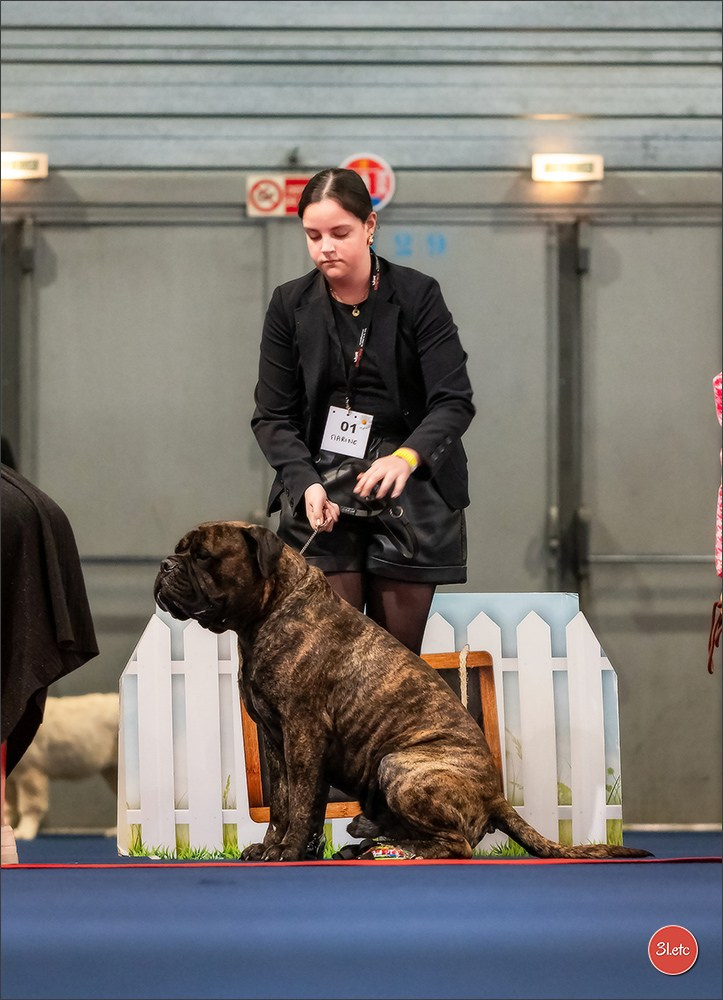 Expo canine   🇫🇷   Mulhouse 5-6/04/2025. Photographe à Strasbourg | Portraits, Studio, Enfants, Événements
