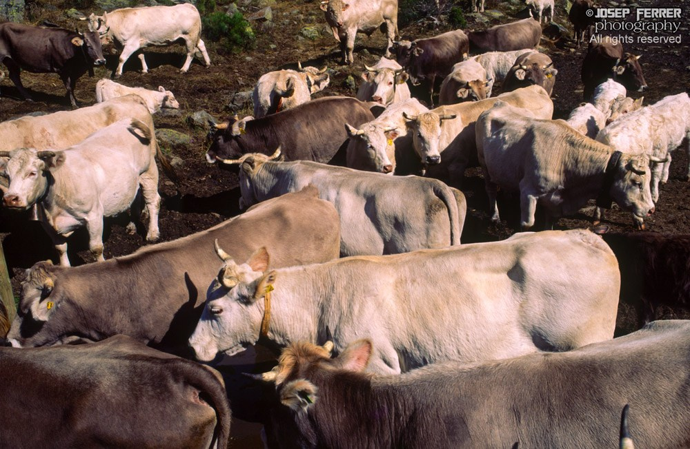 Cattle, Vall de Sorteny, Andorra