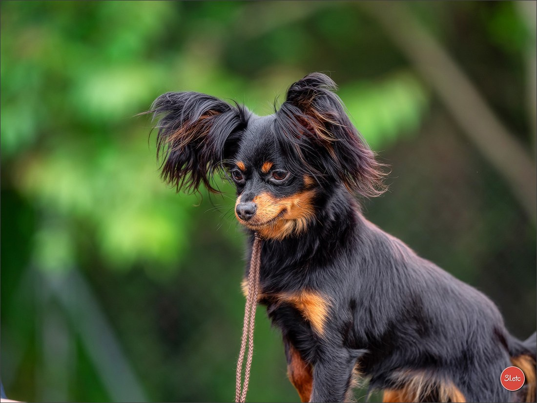 Photographie animalière. Photographe à Strasbourg | Portraits, Studio, Enfants, Événements