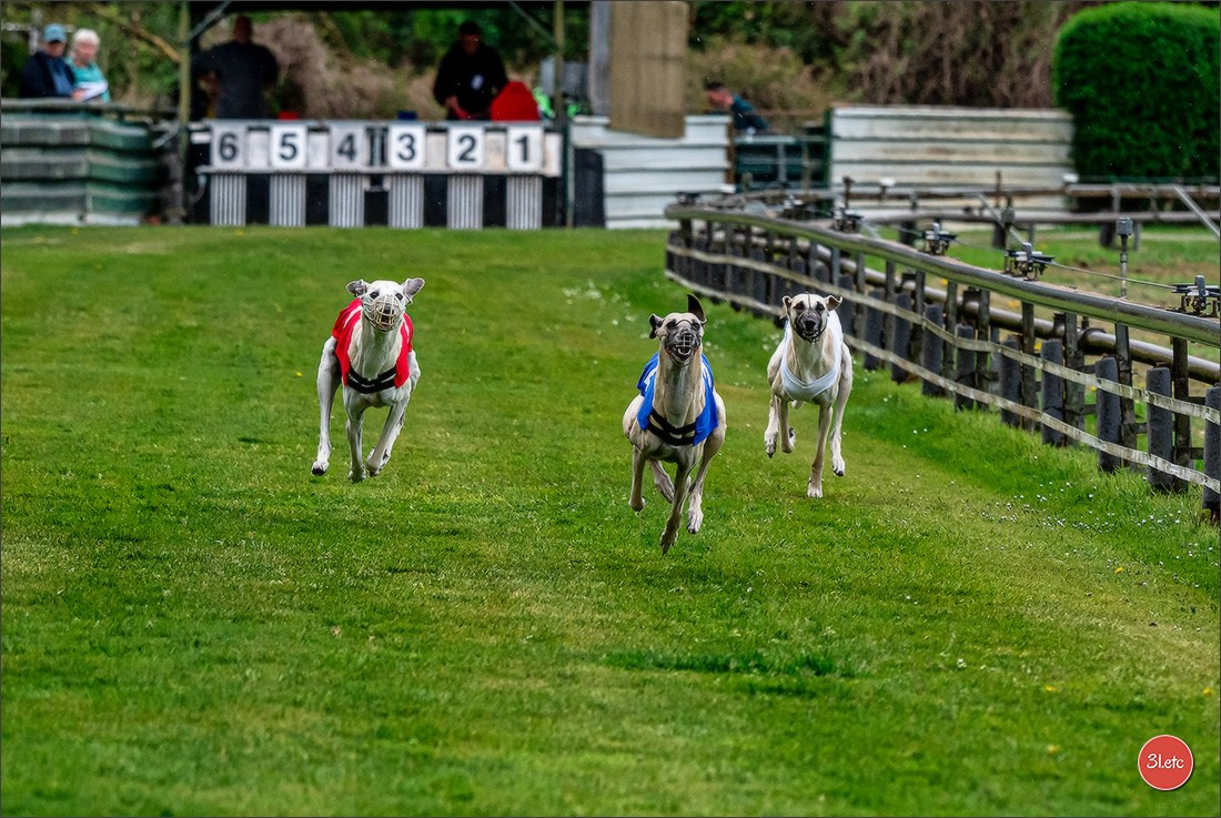 Der Windhund-Rennverein Kurpfalz e.V. (WRV-Kurpfalz) ist ein Windhundverein mit einer wunderschönen Anlage inklusive einer modernen Rasen-Re. Photographe à Strasbourg | Portraits, Studio, Enfants, Événements