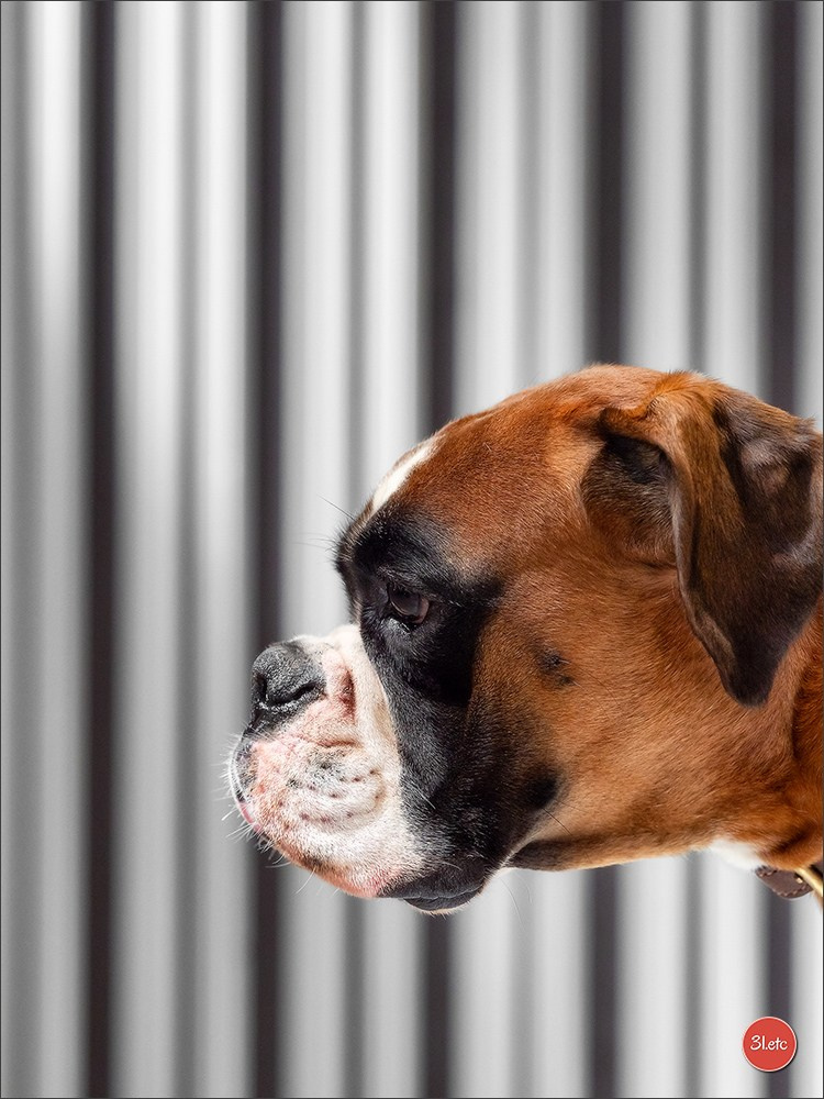 Dog Show Liege 🇧🇪 19-29/07/2025. Photographe à Strasbourg | Portraits, Studio, Enfants, Événements