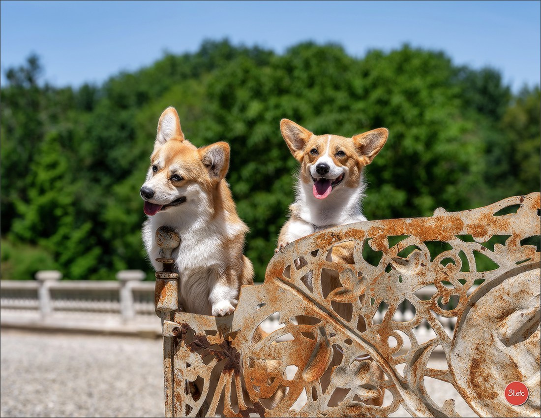 Photographie animalière. Photographe à Strasbourg | Les animaux, Portraits, Studio, Événements