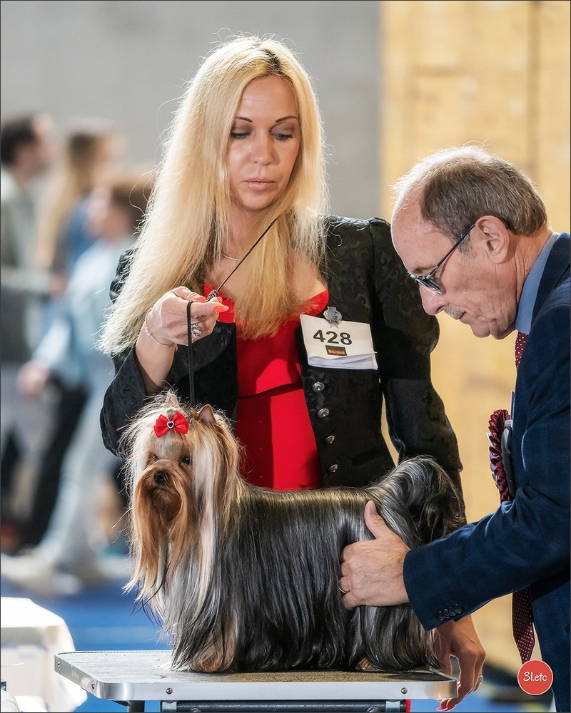 Expositions canines des 6 & 7 avril 2024 NDS Mulhouse, France. Photographe à Strasbourg | Portraits, Studio, Enfants, Événements