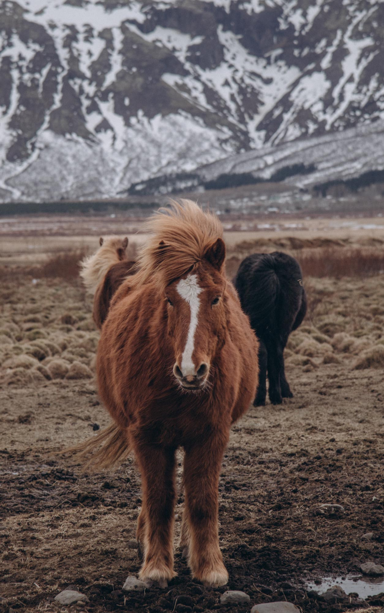 Iceland. Family Lifestyle Photography