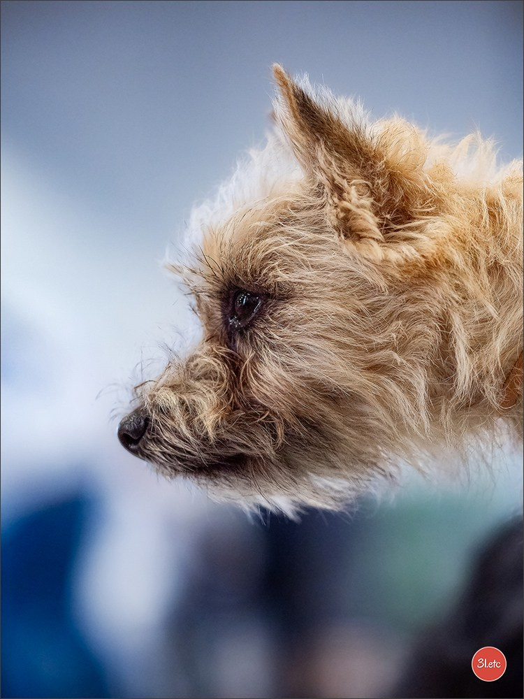 Expo canine  🇫🇷  Metz 08-09/11/2025. Photographe à Strasbourg | Portraits, Studio, Enfants, Événements