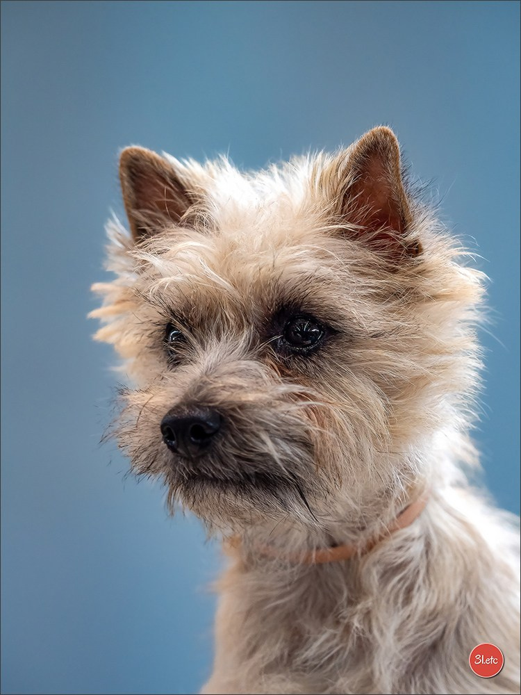 Photographie animalière. Photographe à Strasbourg | Portraits, Studio, Enfants, Événements