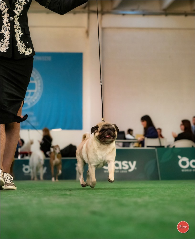 Dog Show  🇮🇹  San Marino. Photographe à Strasbourg | Portraits, Studio, Enfants, Événements