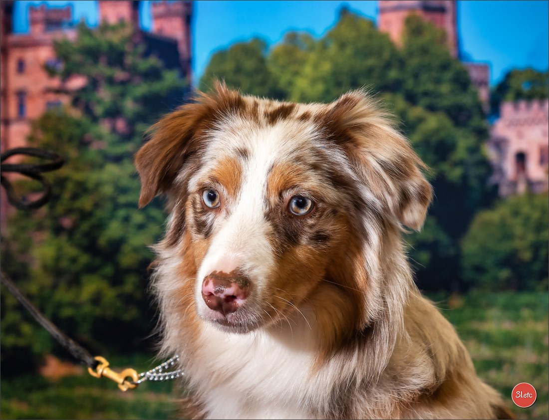 🇩🇪 Offenburg International Dogshow 15-16.03.25 🇩🇪. Photographe à Strasbourg | Portraits, Studio, Enfants, Événements