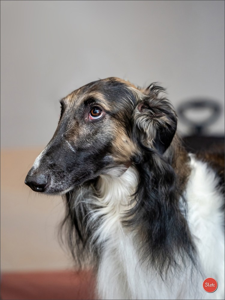 Dog Show Karlsruhe 🇩🇪  29-30/11/2025. Photographe à Strasbourg | Portraits, Studio, Enfants, Événements