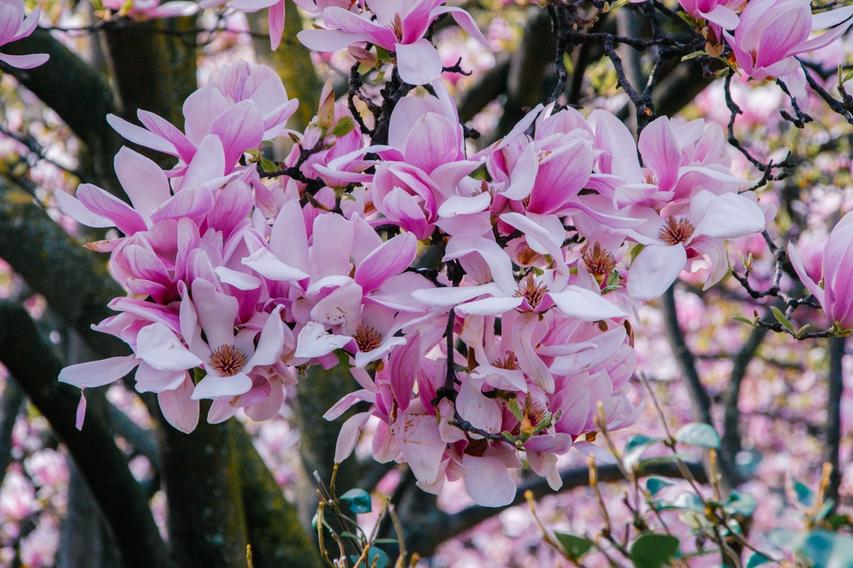 Magnolia. Anastasiia Buchinskaia Fotografa Milano