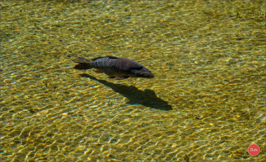 TEST ::: Sony Alpha 7 V (ILCE-7M5) 70-200mm f/2.8 GM II OSS. Photographe à Strasbourg | Portraits, Studio, Enfants, Événements