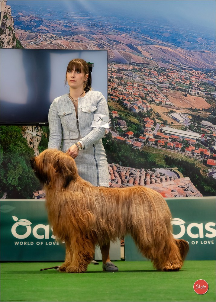 Dog Show  🇮🇹  San Marino. Photographe à Strasbourg | Portraits, Studio, Enfants, Événements