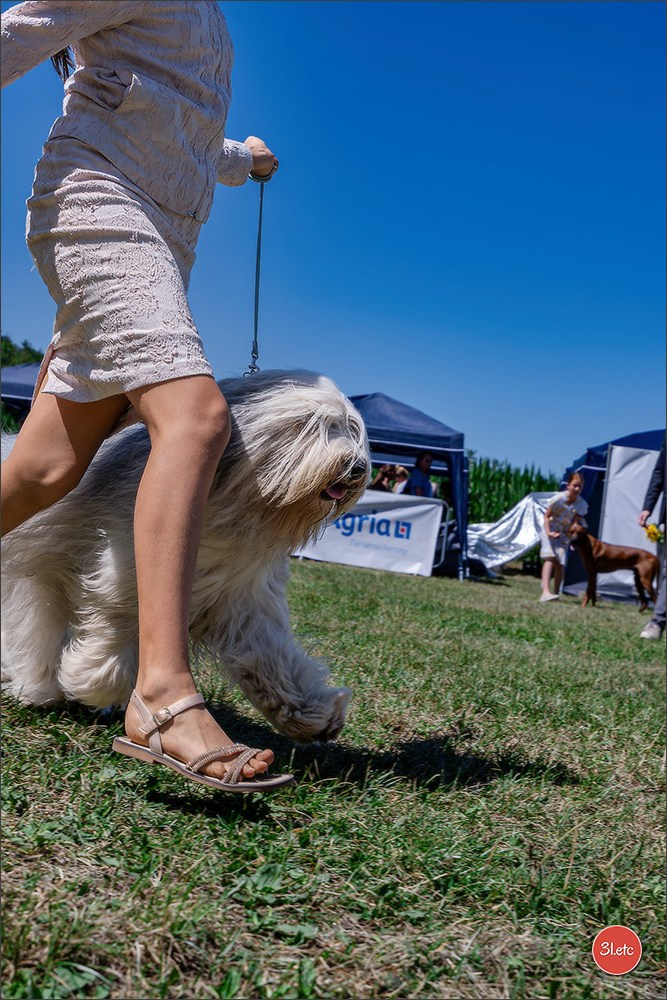 Dog Show - Hallbergmoos 🇩🇪 11-12/07/2026