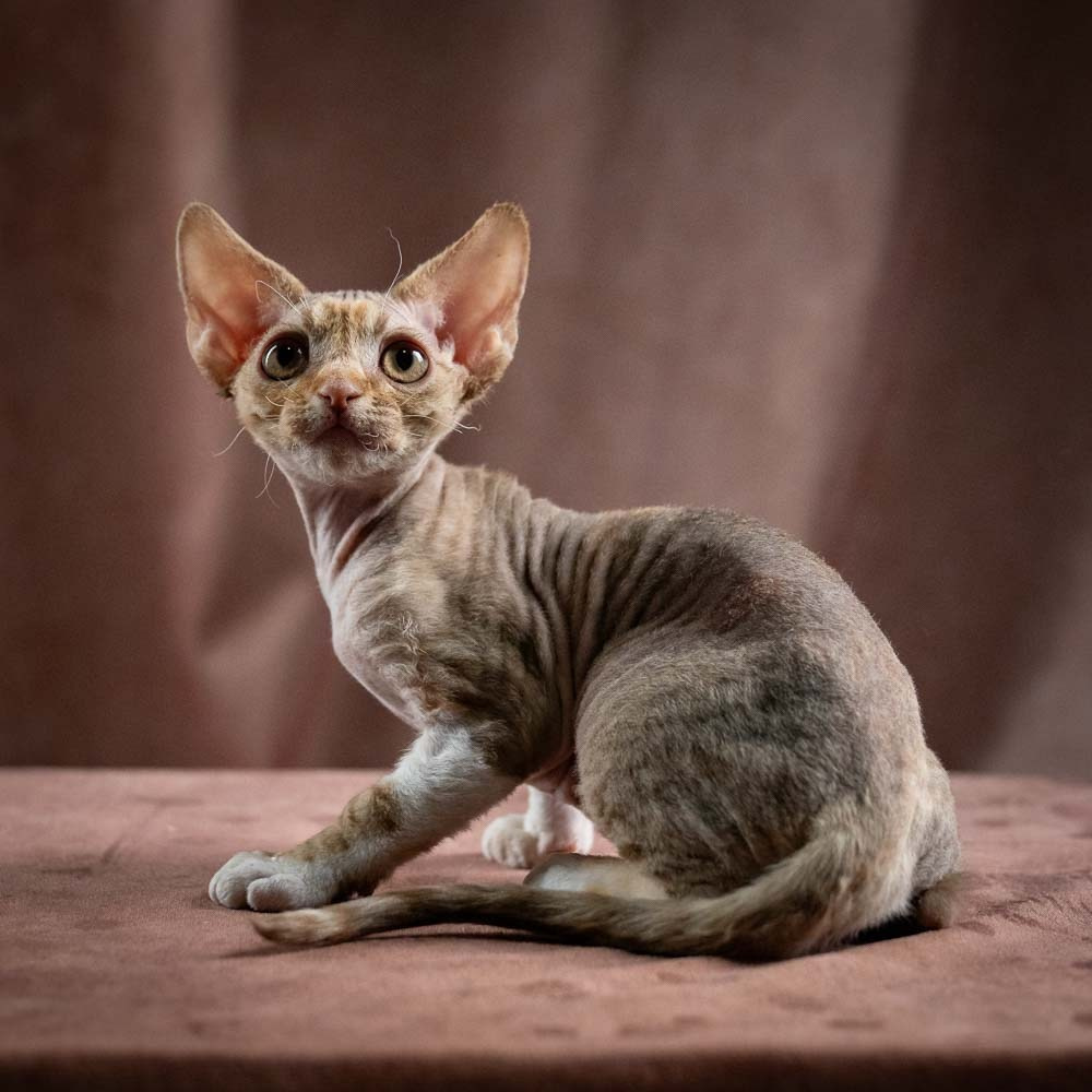 Ophelia, girl, born 02.08.26. Devon Rex Pixie Cattery