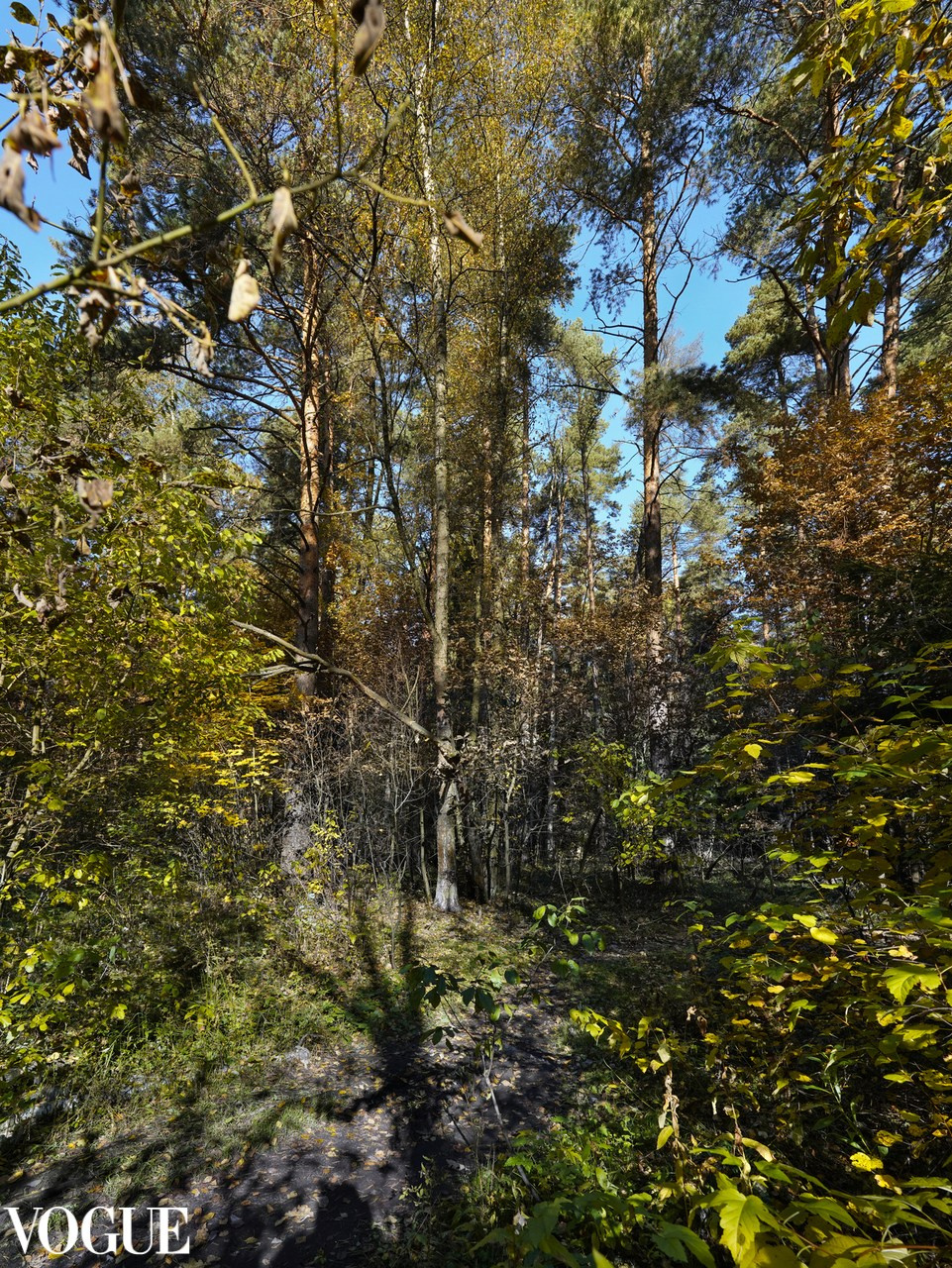 Сказка подмосковного леса. Суть фотографии в стиле изобразительного искусства