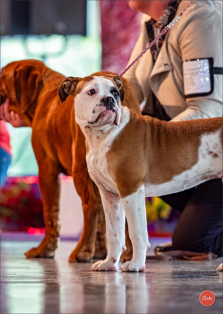 Expo canine 🇫🇷 Valence 03-04/05/2025. Photographe à Strasbourg | Portraits, Studio, Enfants, Événements