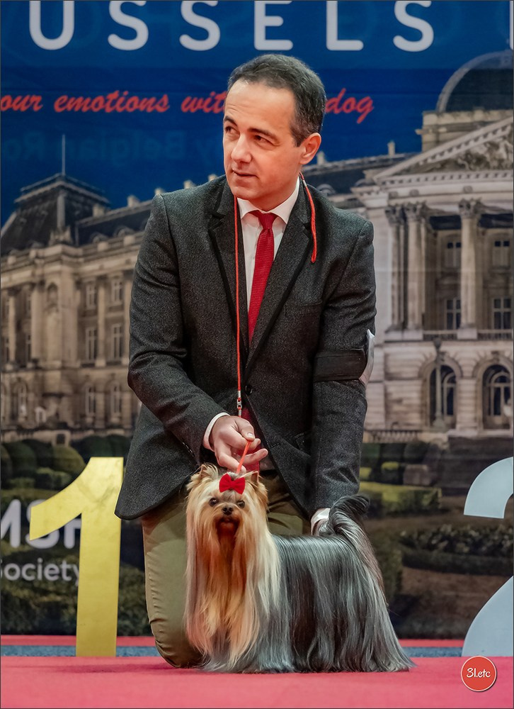 13-14.12.2025   🇧🇪   Brussels Dog Show. Photographe à Strasbourg | Portraits, Studio, Enfants, Événements