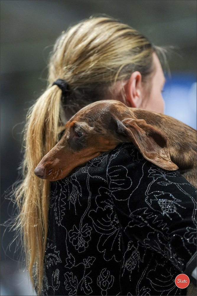 🇱🇺 LUXEMBOURG 🇱🇺 International Dog Show 4-5/04/2026. Photographe à Strasbourg | Portraits, Studio, Enfants, Événements