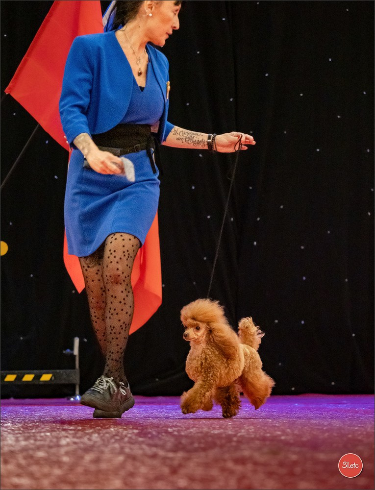 🇫🇷  Perpignan Dog Show  🇫🇷  Expo canine  17-18/01/2026. Photographe à Strasbourg | Portraits, Studio, Enfants, Événements