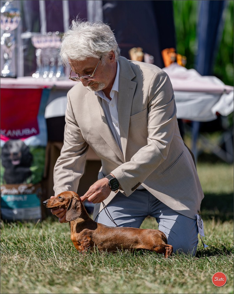Dog Show - Hallbergmoos 🇩🇪 11-12/07/2026